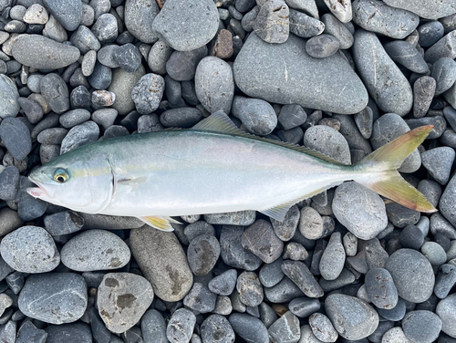 ワカナゴの釣果