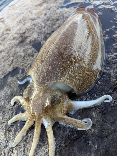 コウイカの釣果