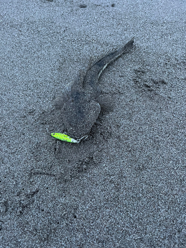 コチの釣果