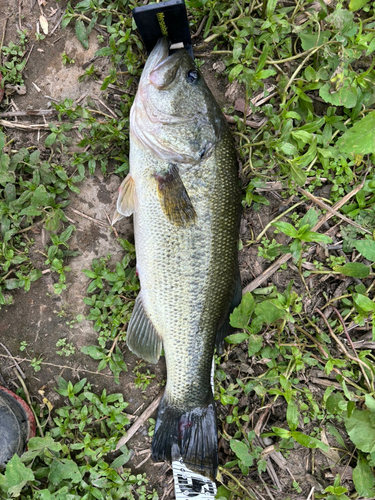 ブラックバスの釣果