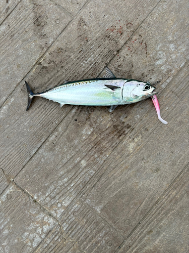 ソウダガツオの釣果