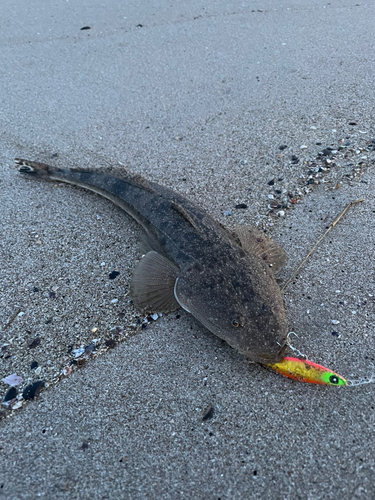 マゴチの釣果