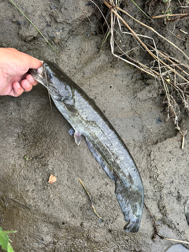 ナマズの釣果