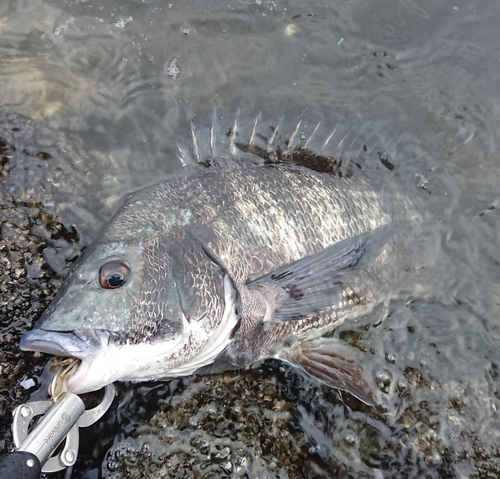 チヌの釣果