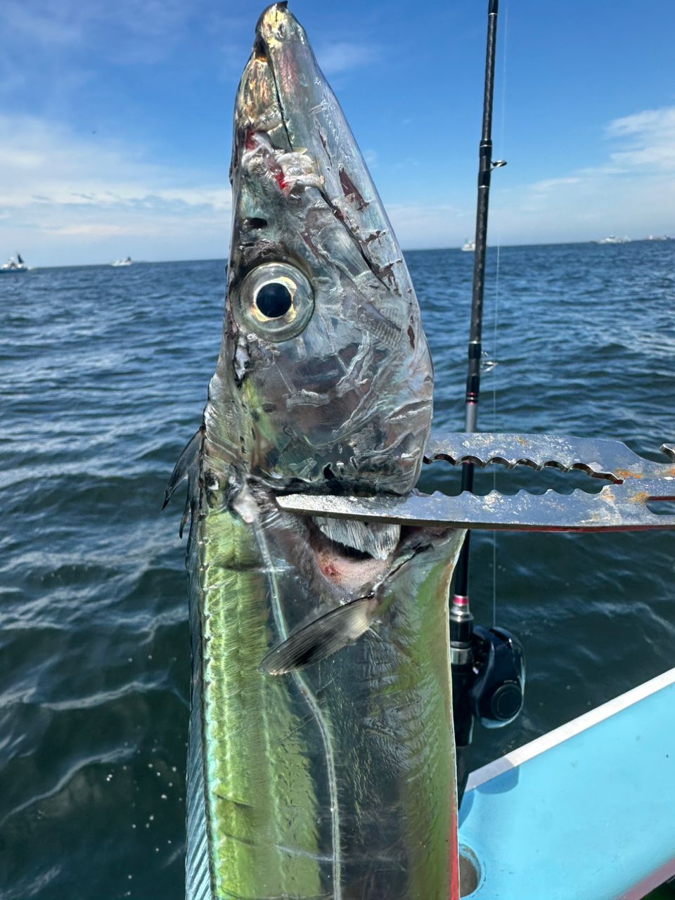 七里ヶ浜の黒髭さんの釣果 2枚目の画像