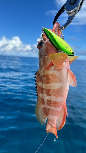 アカハタの釣果