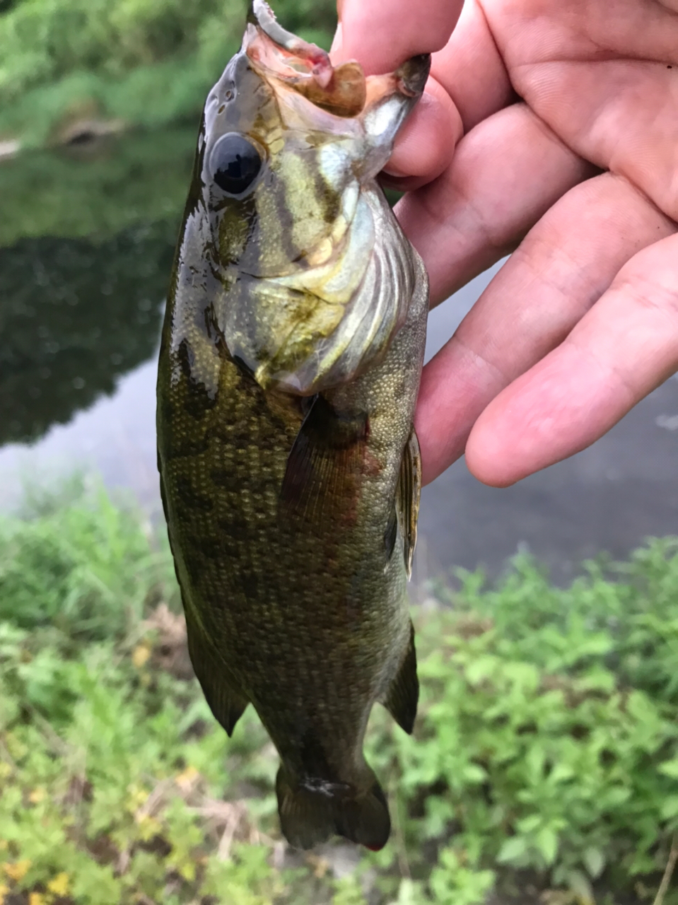 スモールマウスバス