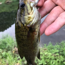 スモールマウスバス