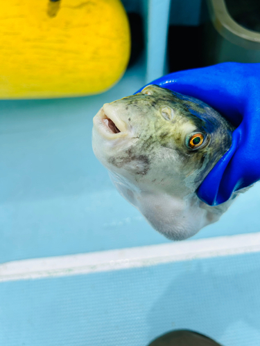 トラフグの釣果