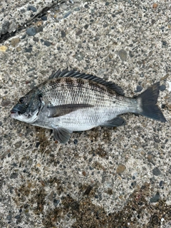 クロダイの釣果