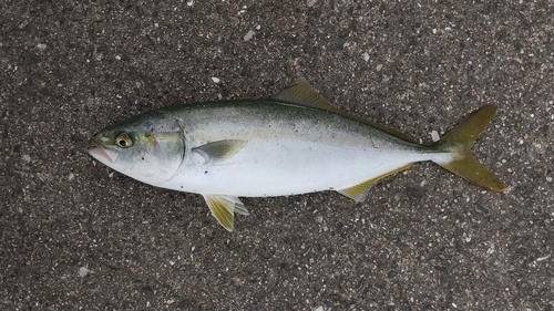 ツバスの釣果