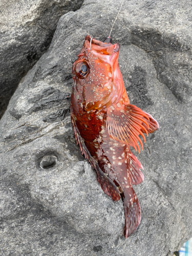 カサゴの釣果