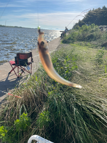 キスの釣果