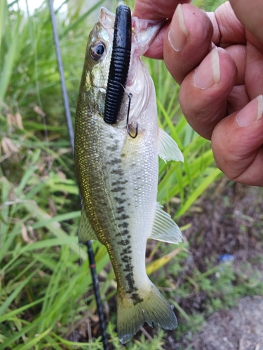 ラージマウスバスの釣果