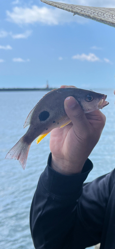 クロホシフエダイの釣果