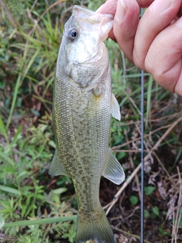 ラージマウスバスの釣果