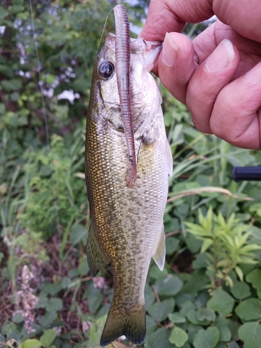 ラージマウスバスの釣果