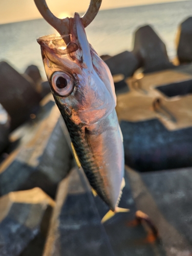 サバの釣果