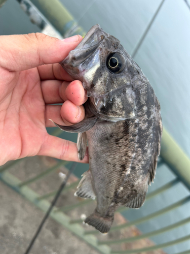 クロソイの釣果