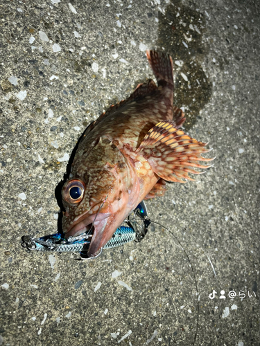 カサゴの釣果