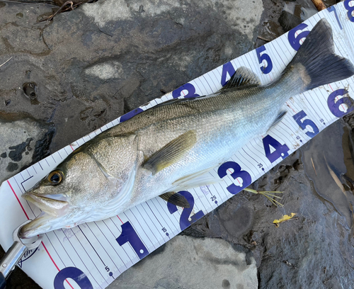 タイリクスズキの釣果