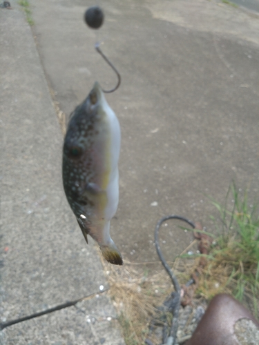 フグの釣果