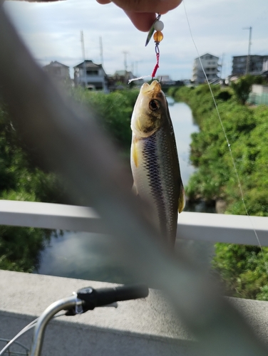 カワムツの釣果