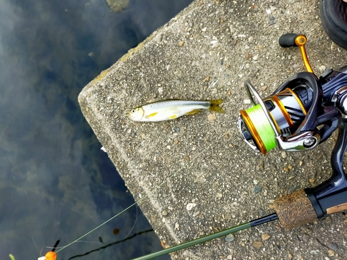 カワムツの釣果