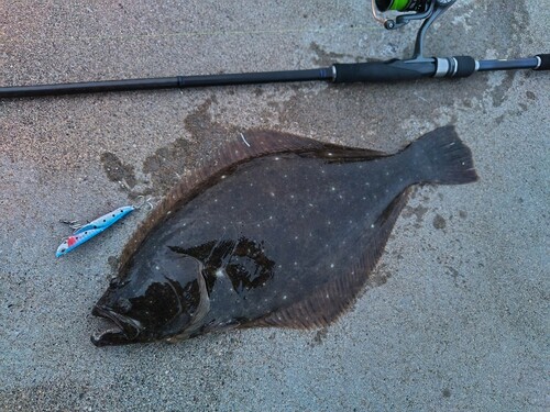 ヒラメの釣果