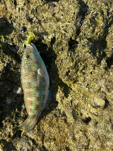 キヌベラの釣果