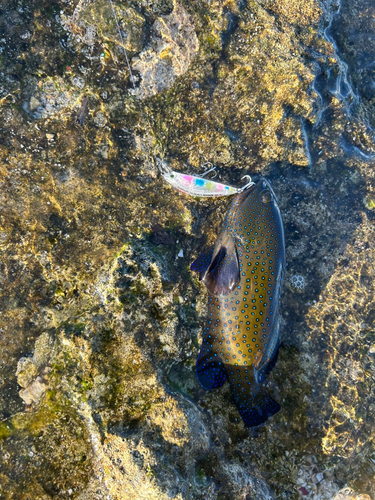 アオノメハタの釣果