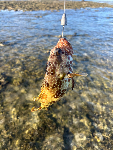 イシミーバイの釣果