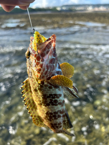 イシミーバイの釣果