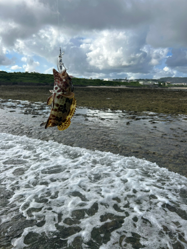 イシミーバイの釣果