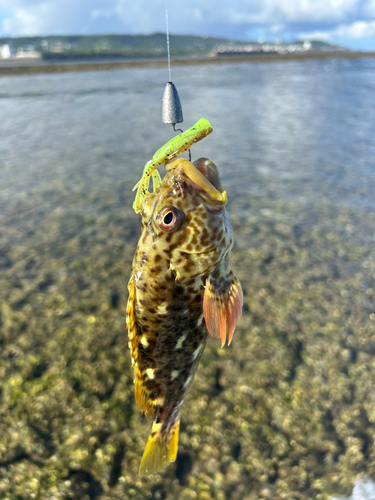 イソゴンベの釣果