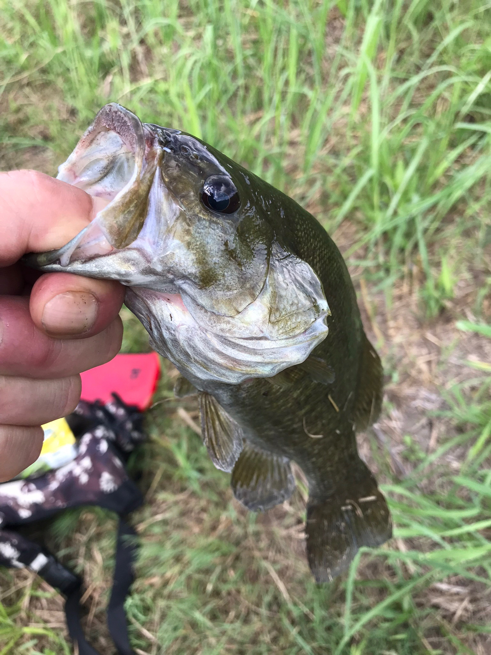 スモールマウスバス