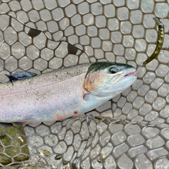 ニジマスの釣果