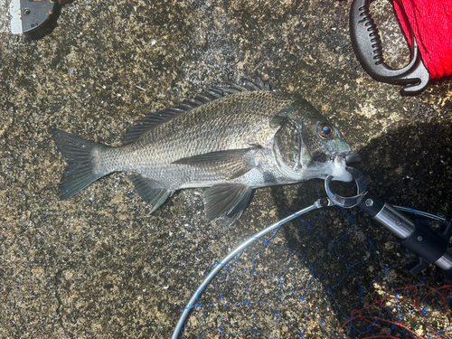 チヌの釣果