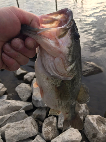 ラージマウスバスの釣果