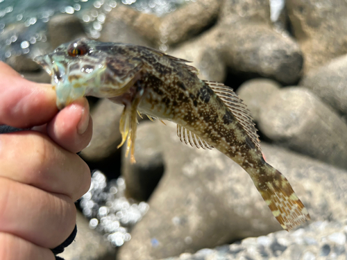 アナハゼの釣果