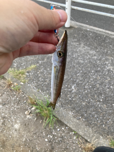 カマスの釣果