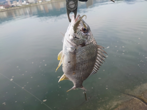 キビレの釣果