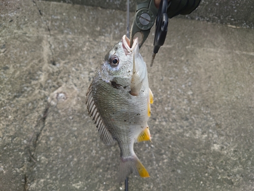 キビレの釣果