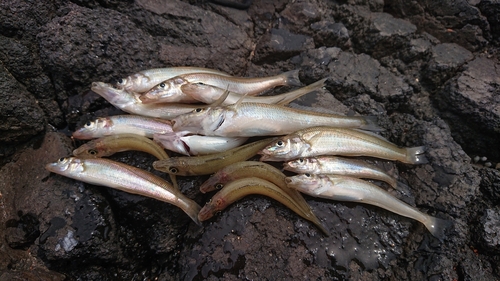 シロギスの釣果