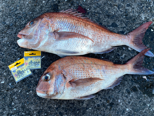 マダイの釣果