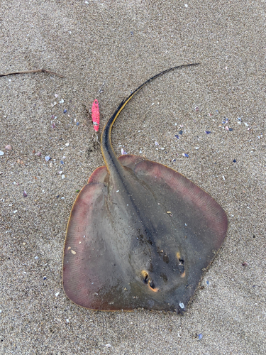 アカエイの釣果