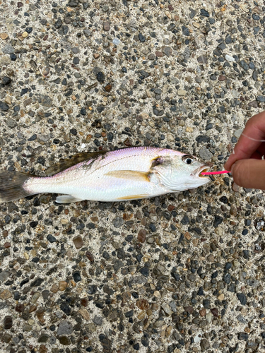 シログチの釣果