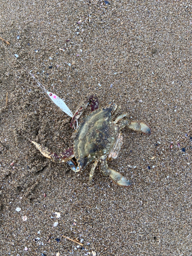 カニの釣果