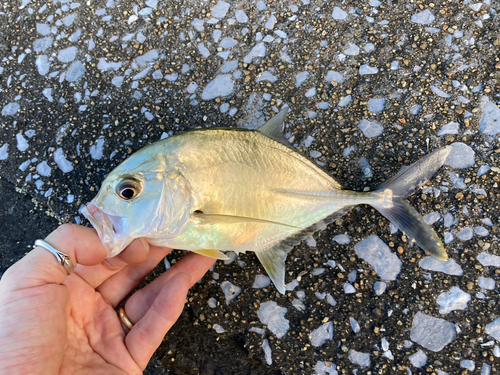 メッキの釣果