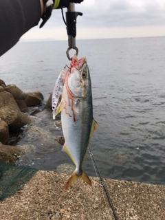 ツバスの釣果